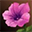 petunia-flower.png